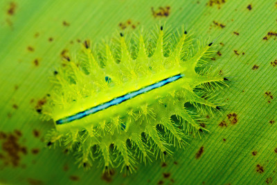 热带叶子上的绿色毛虫。蛞蝓毛虫的微距照片。
