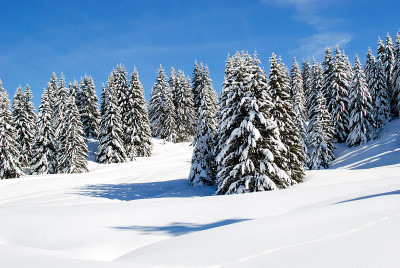 山坡上白雪覆盖的皮草树