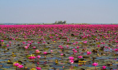 红莲花海