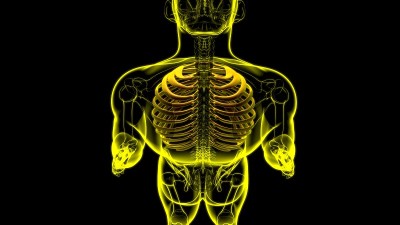人体骨骼解剖肋骨笼三维渲染