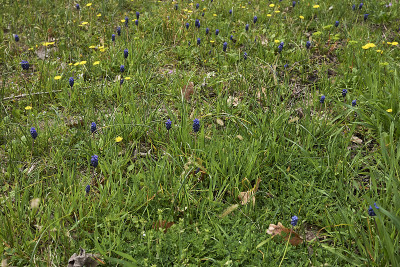 Muscari neglectum