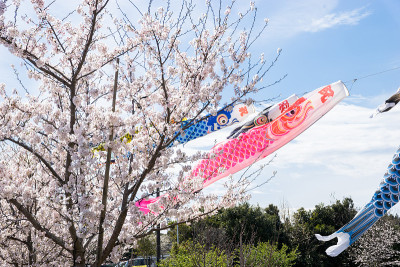 樱花
