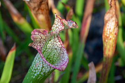 食虫植物Sarracenia