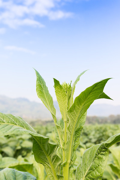 烟草属草本植物