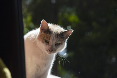 猫坐在窗台上