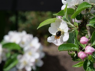 蜜蜂