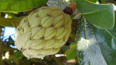 木兰花蕾