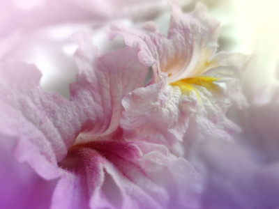 Lapacho花