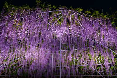紫藤花架亮了起来
