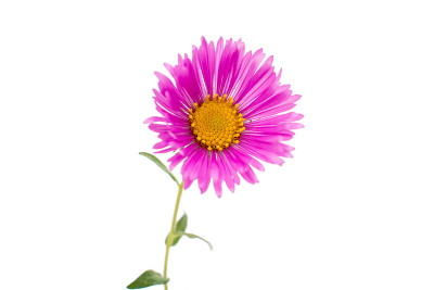 洋红色的菊花