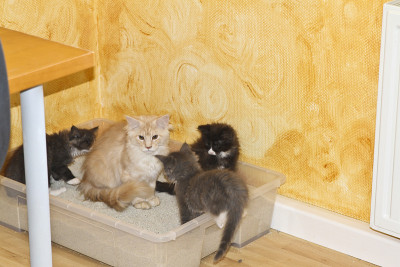 小缅因猫在玩耍