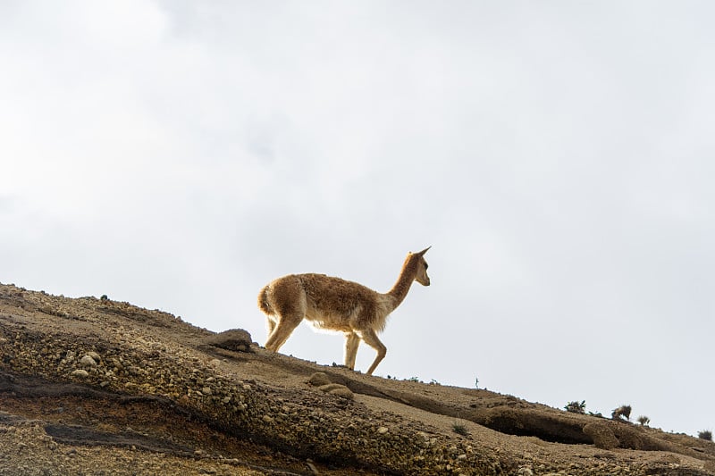 Vicuñas在厄瓜多尔国家公园