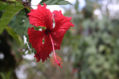 红色的芙蓉花