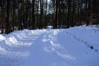 狗狗小狗冬天的雪