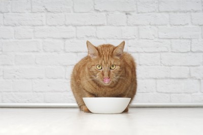 有趣的姜黄色猫舔他的脸旁边的食物。