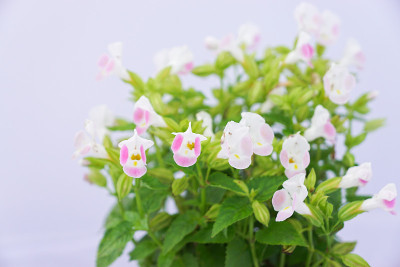 叉骨花