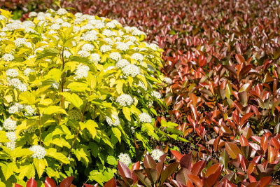 灌木红叶石楠(Photinia fraseri ' red Robin')的美丽的红色叶子和红叶石楠
