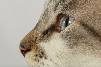 猫的眼睛