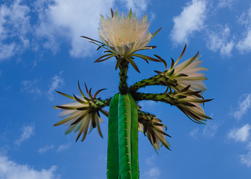 华楚马Trichocereus Wachuma San Pedro Echinopsis仙人掌开着非