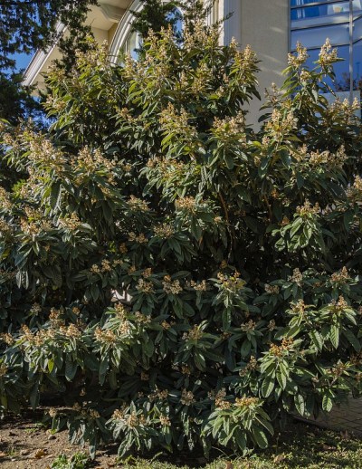 模糊的背景上盛开的日本枸杞。有选择性的重点。索契市常绿景观公园。巨大美丽的绿色叶子周围黄色的花序。特