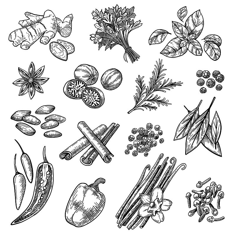 Spices sketches set