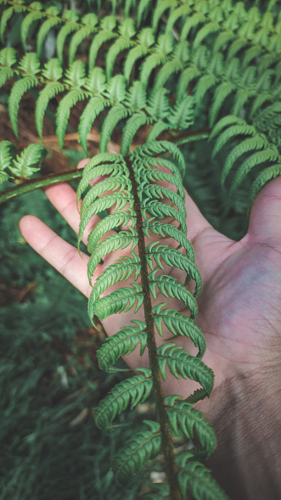 新西兰本土植物