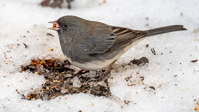 Junco鸟在树枝上的雪