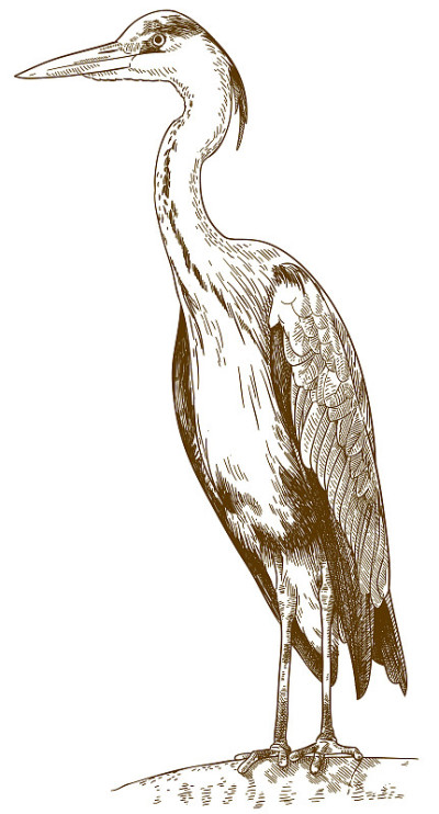 大蓝鹭雕刻插图