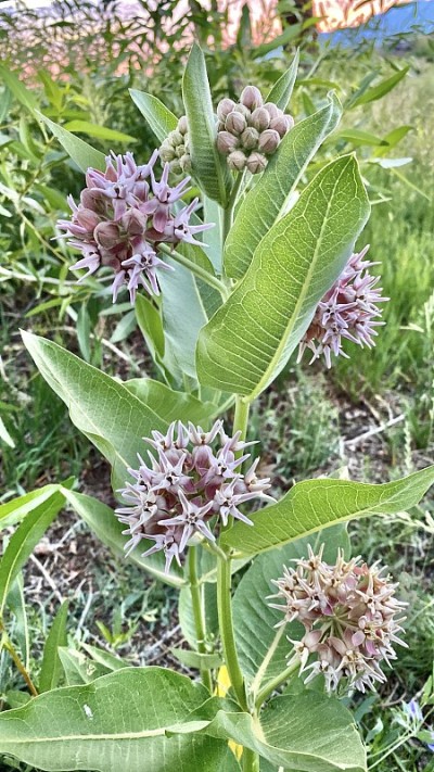 一个艳丽的乳草植物/ asclepias speciosa