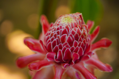 红色的花在花园里