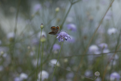 Aricia agestis