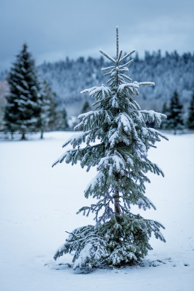 查理布朗的圣诞树在大自然与雪在地上的山