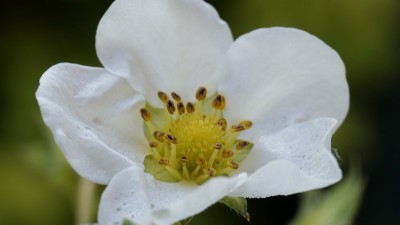 盛开的草莓花