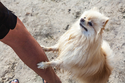 橙色斯皮兹犬的前爪依赖于雌性的脚