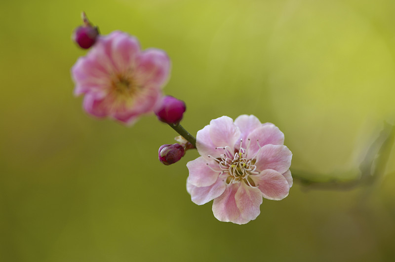 红色的梅花