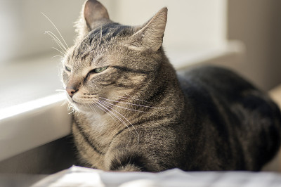 家虎猫躺在窗台旁的中央暖气上