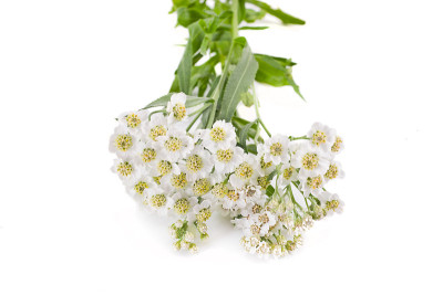 开花植物莲藕