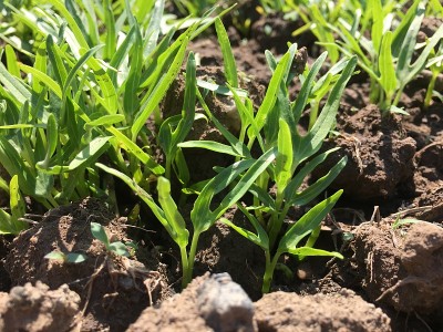 田野里的牵牛花