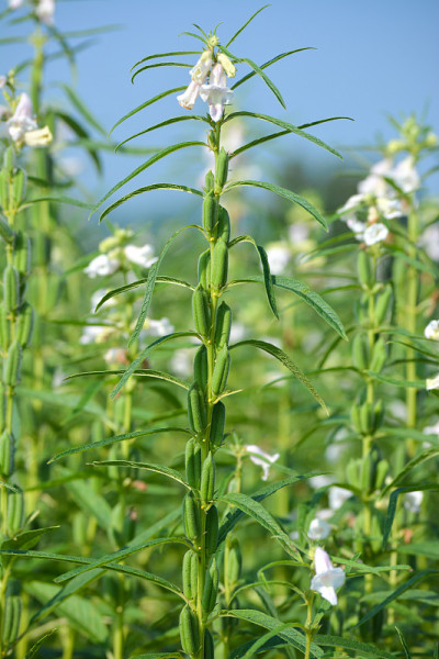 芝麻花在田野的树上