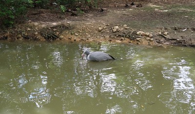蓝鹤(Grus paradisea)，又称斯坦利鹤和沐浴的天堂鹤