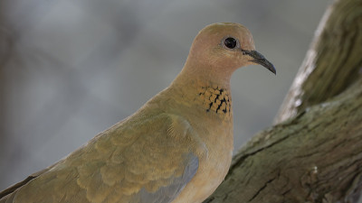 笑鸽子(Stretopelia senegalensis)栖息在树枝上