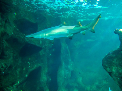 有珊瑚礁和鱼类的水下景观。水下世界的水族馆居民。鲨鱼区