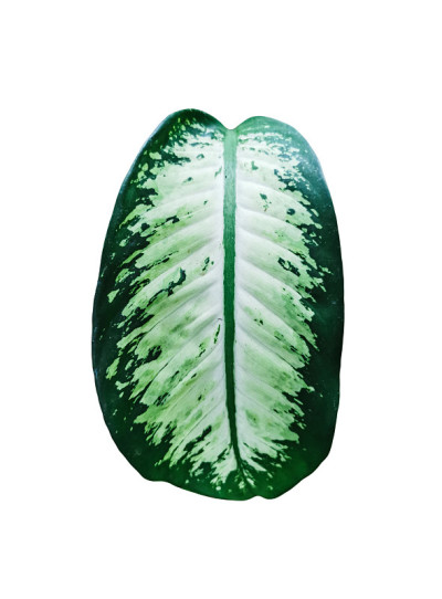 单叶白花(哑的藤)叶子孤立在白色的背景上没有阴影