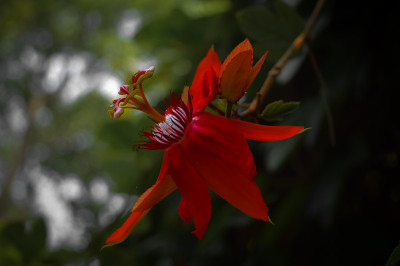 一个红色的花
