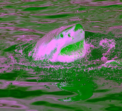 大白鲨张开嘴露出水面。学名:Carcharodon carcharias。南非,