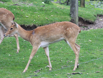 Eld's deer (Panolia eldii)
