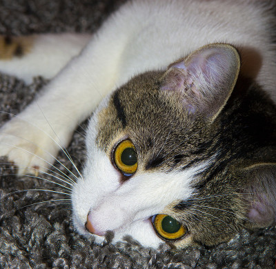 那只富有同情心的猫躺在汽车上的泥土上。高质量的照片