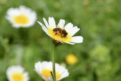 蜜蜂