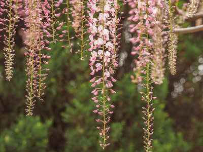 春花系列，紫藤花架