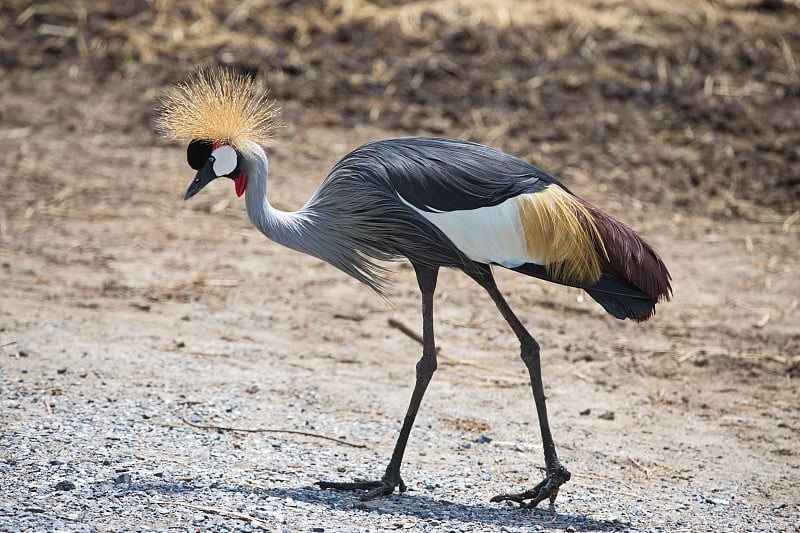 A beautiful gray crowned crane walks the ground in